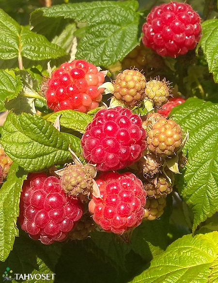 Rubus idaeus   'Jenkka', vadelma